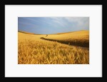 Back Country Road winding Though Harvest Wheat Field by Anonymous