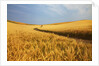 Back Country Road winding Though Harvest Wheat Field by Anonymous