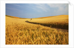 Back Country Road winding Though Harvest Wheat Field by Anonymous
