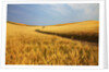 Back Country Road winding Though Harvest Wheat Field by Anonymous
