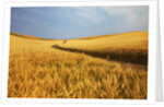 Back Country Road winding Though Harvest Wheat Field by Anonymous