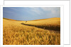 Back Country Road winding Though Harvest Wheat Field by Anonymous