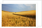 Back Country Road winding Though Harvest Wheat Field by Anonymous
