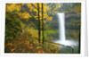 Fall colors add beauty to South South Silver Falls, Silver Falls State Park, Oregon by Anonymous