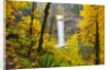 Fall colors add beauty to South South Silver Falls, Silver Falls State Park, Oregon by Anonymous