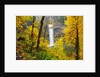 Fall colors add beauty to South South Silver Falls, Silver Falls State Park, Oregon by Anonymous