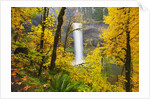 Fall colors add beauty to South South Silver Falls, Silver Falls State Park, Oregon by Anonymous
