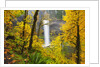Fall colors add beauty to South South Silver Falls, Silver Falls State Park, Oregon by Anonymous
