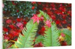 fall colors add beauty to Crystal Springs Rhododendron Test Garden, Portland, Oregon by Anonymous