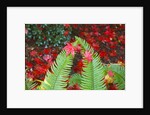 fall colors add beauty to Crystal Springs Rhododendron Test Garden, Portland, Oregon by Anonymous