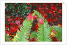 fall colors add beauty to Crystal Springs Rhododendron Test Garden, Portland, Oregon by Anonymous