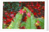 fall colors add beauty to Crystal Springs Rhododendron Test Garden, Portland, Oregon by Anonymous