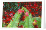 fall colors add beauty to Crystal Springs Rhododendron Test Garden, Portland, Oregon by Anonymous