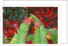 fall colors add beauty to Crystal Springs Rhododendron Test Garden, Portland, Oregon by Anonymous