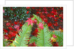 fall colors add beauty to Crystal Springs Rhododendron Test Garden, Portland, Oregon by Anonymous