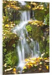 fall colors add beauty to Crystal Springs Rhododendron Test Garden, Portland, Oregon by Anonymous