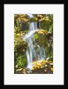 fall colors add beauty to Crystal Springs Rhododendron Test Garden, Portland, Oregon by Anonymous