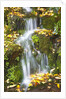 fall colors add beauty to Crystal Springs Rhododendron Test Garden, Portland, Oregon by Anonymous