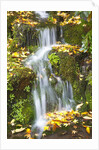 fall colors add beauty to Crystal Springs Rhododendron Test Garden, Portland, Oregon by Anonymous