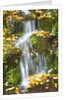 fall colors add beauty to Crystal Springs Rhododendron Test Garden, Portland, Oregon by Anonymous