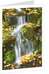 fall colors add beauty to Crystal Springs Rhododendron Test Garden, Portland, Oregon by Anonymous