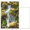 fall colors add beauty to Crystal Springs Rhododendron Test Garden, Portland, Oregon by Anonymous