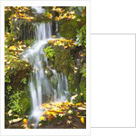 fall colors add beauty to Crystal Springs Rhododendron Test Garden, Portland, Oregon by Anonymous