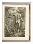 Engraving depicting the muscle groups of the back by Anonymous