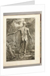 Engraving depicting the muscle groups of the back by Anonymous