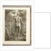 Engraving depicting the muscle groups of the back by Anonymous