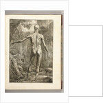 Engraving depicting the muscle groups of the back by Anonymous