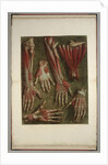 Group of dissected hands by Jacques Gautier D'Agoty and Joseph Guichard Duverney by Anonymous