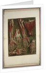 Group of dissected hands by Jacques Gautier D'Agoty and Joseph Guichard Duverney by Anonymous