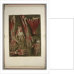 Group of dissected hands by Jacques Gautier D'Agoty and Joseph Guichard Duverney by Anonymous