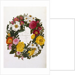 Frontispiece of Roses by Mary Lawrence