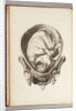Engraving of a child in the womb by William Smellie