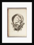 Engraving of a child in the womb by William Smellie