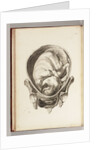 Engraving of a child in the womb by William Smellie