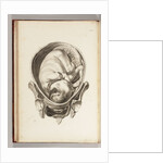 Engraving of a child in the womb by William Smellie