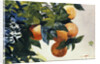 Oranges on a Branch by Winslow Homer