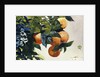 Oranges on a Branch by Winslow Homer