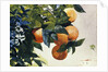 Oranges on a Branch by Winslow Homer