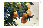 Oranges on a Branch by Winslow Homer