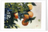 Oranges on a Branch by Winslow Homer