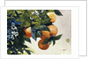 Oranges on a Branch by Winslow Homer