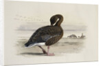 A Pink-Footed Goose by Archibald Thorburn
