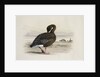 A Pink-Footed Goose by Archibald Thorburn