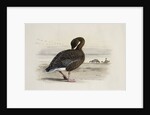 A Pink-Footed Goose by Archibald Thorburn