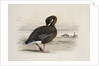 A Pink-Footed Goose by Archibald Thorburn