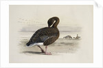 A Pink-Footed Goose by Archibald Thorburn
